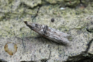 Closeup on a European Spindle knot-horn moth, Nephopterix angustella sitting on wood