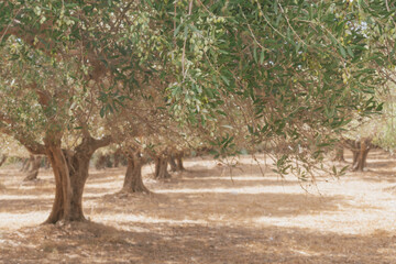 Olive grove with green olives on sunny day in Mediterranean landscape