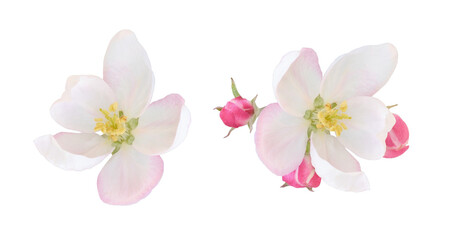 Set of apple tree flowers and buds isolated on white or transparent background