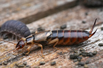 Detailed lateral closeup on a Common European earwig, Forficula auricularia on wood