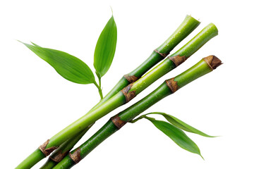 Obraz premium Close-up of three bamboo stalks with vibrant green leaves (1)