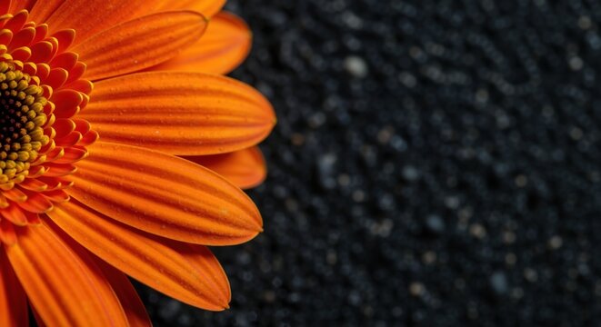 Macro close-up of vibrant orange daisy flower on dark background. Detailed floral texture with copy space for text