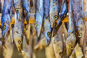 Various types of fresh fishes left under the warm sunlight to dry naturally. Traditional Bengali dried fish process known as Shutki. Organic, authentic coastal food culture of Bangladesh.