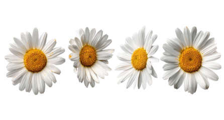 Four white daisies in a horizontal row against a black background.  Each flower features a white center and a yellow center disk.  