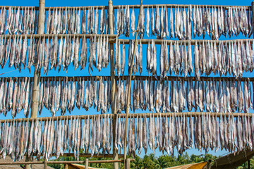 Various types of fresh fishes left under the warm sunlight to dry naturally. Traditional Bengali dried fish process known as Shutki. Organic, authentic coastal food culture of Bangladesh.