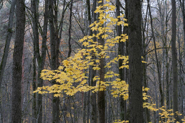 Autumn in the Forest, Yellow Leaves Swaying Gently with the Wind.