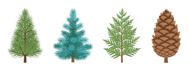 Fototapeta premium Four distinct evergreen trees are displayed side by side, showcasing a variety of needle and cone shapes, alongside a large brown pine cone.