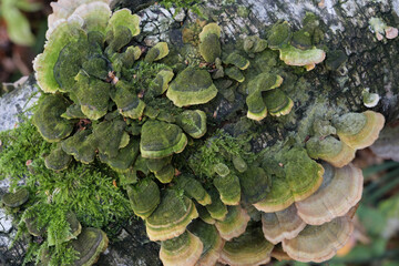 Group of mushrooms growing on a tree trunk in the autumn forest.