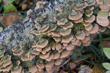 Group of mushrooms growing on a tree trunk in the autumn forest.
