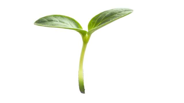 Small two-leaf plant sprout emerging from seed, isolated on transparent background, fresh vibrant green tone, ultra macro focus.