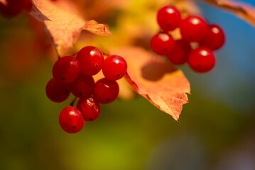 Viburnum Berries and Leaves in Autumn