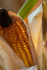 Ripe Corn Cobs on the Plant in a Field Close-up