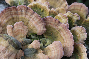 Group of mushrooms growing on a tree trunk in the autumn forest.