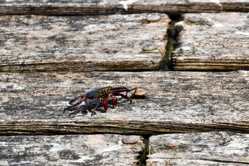 Vibrant crab (cangrejo rojo de las rocas) scuttles across weathered wooden planks on a pier in Lima, Peru. A detailed close-up of coastal marine wildlife.