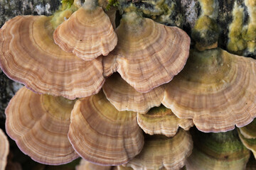 Group of mushrooms growing on a tree trunk in the autumn forest.