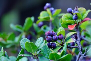 雨上がりの雫が美しいベリー