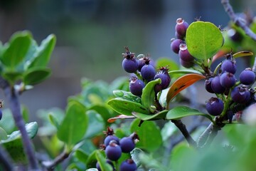 雨上がりのベリー　逆光