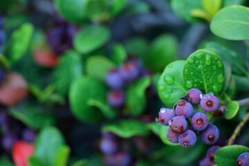 雨上がりのたわわに実るベリー