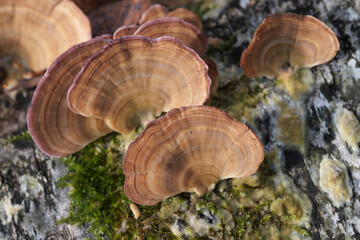 Group of mushrooms growing on a tree trunk in the autumn forest.