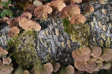 Group of mushrooms growing on a tree trunk in the autumn forest.