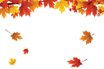 Falling autumn maple leaves, tree branches, Leafy background design. Vibrant foliage border. Flying leaves PNG.