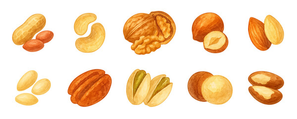 Watercolor nuts realistic set, color collection, forest and garden clipart, traced vector. Peanuts, cashews, walnuts, hazelnuts, almonds, pine nuts, pecans, pistachios, macadamia nuts, brazil nuts