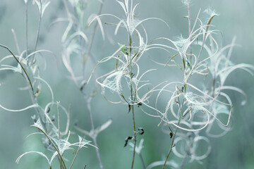 Abstract natural patterns, Dry wild fireweed grass with seeds in autumn, meadow herb, field flower....