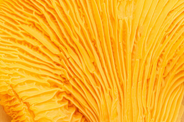 Aesthetic nature food pattern, macro trend from chanterelle mushrooms, close up texture of cap edible fungus. Yellow orange colored background, beauty of nature, natural details and structure plant. © yrabota