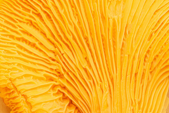 Aesthetic nature food pattern, macro trend from chanterelle mushrooms, close up texture of cap edible fungus. Yellow orange colored background, beauty of nature, natural details and structure plant.