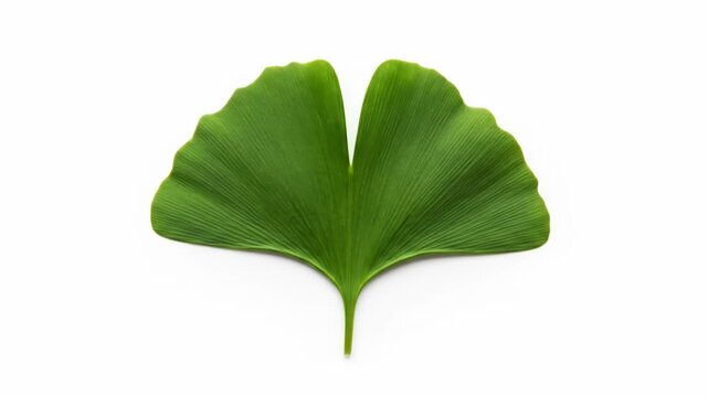 A single, vibrant green leaf with a fan-like shape and delicate vein detail against a stark white backdrop