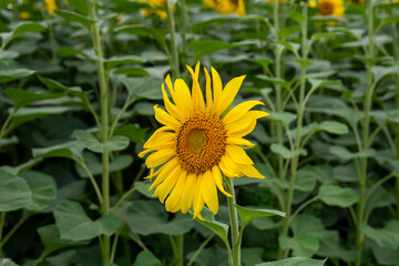 Single sunflower with green leaves background. Nature beauty in detail