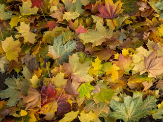 Autumn colorful background with fallen maple leaves. Template for your design. Copy space.