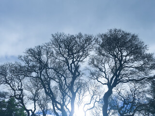 Bare Tipuana Tipu trees against a blue sky. Space for text. Copy space 