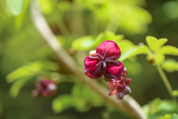 Akebia quinata dark-purple flowers with unfocused background. Close-up.