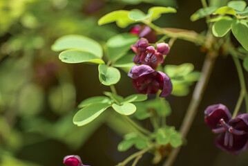 Akebia quinata dark-purple flowers with unfocused background. Close-up.