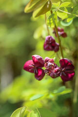 Akebia quinata dark-purple flowers with unfocused background. Close-up.
