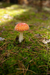 A vibrant red fly agaric mushroom (Amanita muscaria) growing among moss and fallen leaves in a forest. Bright colors and soft natural light create a magical autumn woodland atmosphere