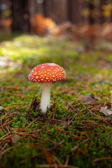 A vibrant red fly agaric mushroom (Amanita muscaria) growing among moss and fallen leaves in a forest. Bright colors and soft natural light create a magical autumn woodland atmosphere