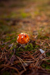 A vibrant red fly agaric mushroom (Amanita muscaria) growing among moss and fallen leaves in a forest. Bright colors and soft natural light create a magical autumn woodland atmosphere
