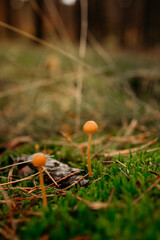 Small wild mushrooms glowing in soft golden sunlight in the forest. Warm tones, shallow depth of field, and natural bokeh create a magical, peaceful autumn woodland atmosphere
