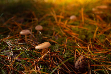 Small golden chanterelle mushrooms growing in warm sunlight on a forest floor. Natural bokeh, soft focus, and vivid autumn tones create a magical woodland atmosphere full of warmth and life