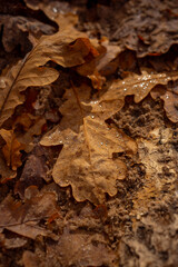A fallen yellow oak leaf covered with sparkling water droplets glistening in sunlight. Close-up view captures the beauty of autumn nature, warmth, and delicate details of the leaf’s texture.