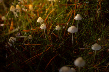 Small wild mushrooms glowing in soft golden sunlight in the forest. Warm tones, shallow depth of field, and natural bokeh create a magical, peaceful autumn woodland atmosphere