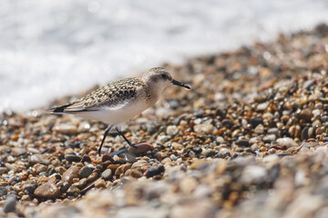 Close-up of bird perching on pebbles at beach