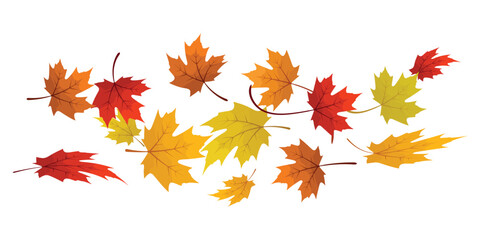 Obraz premium Flying fall leaves create a dynamic group. Maple leaves png. transparent background. Colorful autumn vector elements.