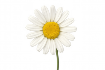 Closeup of a fresh daisy flower with white petals and yellow center, against a transparent background