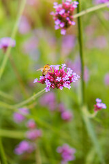 Honeybee gathering nectar from vibrant purple flowers in a lush garden during springtime