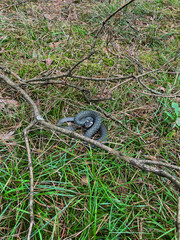 Snake curled up on green grass in natural environment. Wildlife, reptile, and nature concept symbolizing wilderness, survival, ecosystem, and biodiversity.