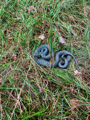 Snake curled up on green grass in natural environment. Wildlife, reptile, and nature concept symbolizing wilderness, survival, ecosystem, and biodiversity.