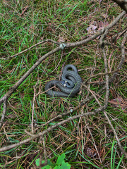 Snake curled up on green grass in natural environment. Wildlife, reptile, and nature concept symbolizing wilderness, survival, ecosystem, and biodiversity.